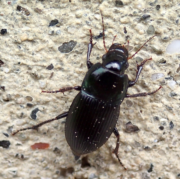 Carabidae da Id: Harpalus dimidiatus